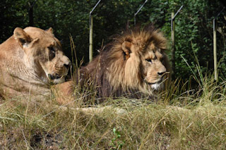Lions tigers wildlife Knowsley Wild Arena Big Cat Experience