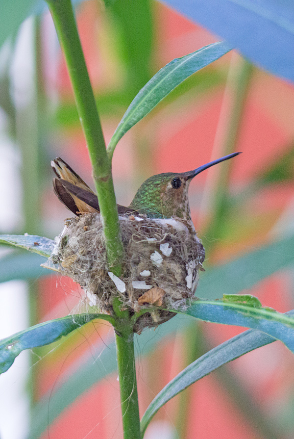 humming bird nest Nature