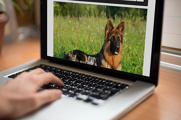 Dog Bootstrap Template