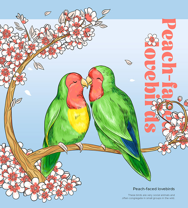 Exotic birds. Vector illustrations of our nature.