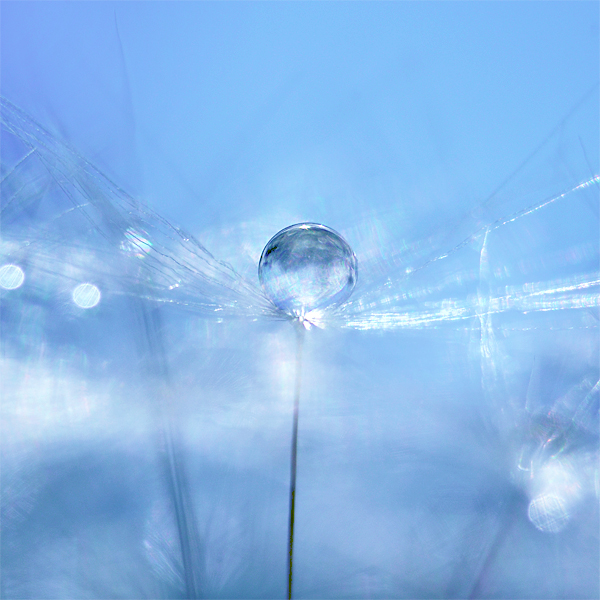 dandelion seeds  water drops  droplets  floral  nature  abstract  macro  close up fresh  soft