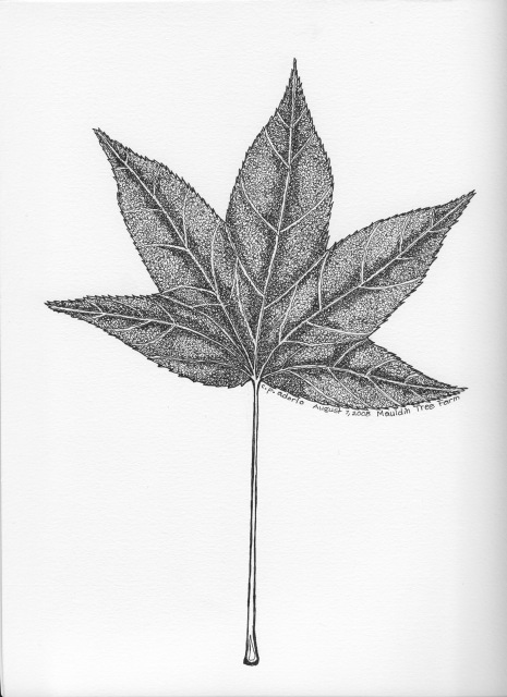 oak  ginkgo   acer  maple  Leaves White ink black and white pen and ink