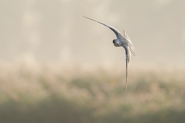 Common tern foraging for food