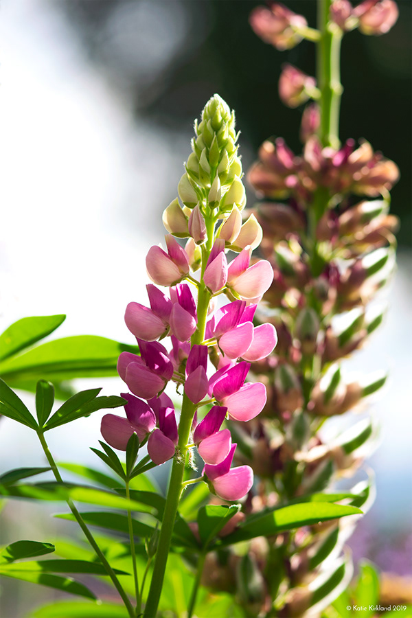 Pink Lupine Flowers