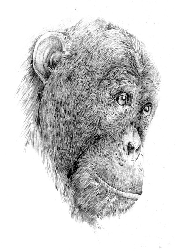 wildlife animals pencil art black and white sketch crocodile bird chimp frog line drawing