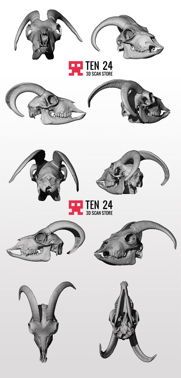 skull scan anatomy obj ztl zremesher topology medical ten24 3dscanstore