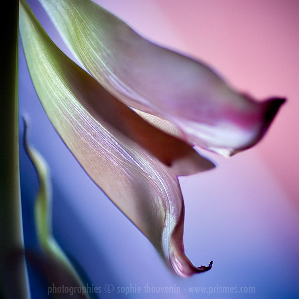 macro  photo  tulip flower abstract