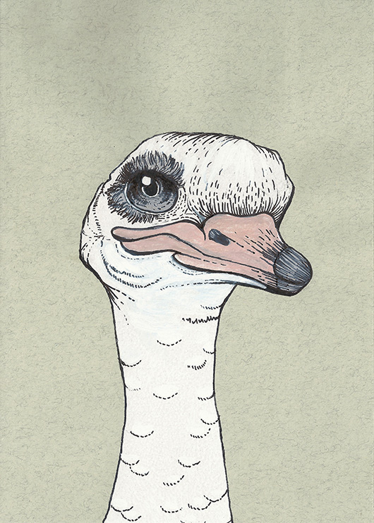 draw sketch sketchbook illustrate bird birds vogel oiseau oiseaux molotow Pentel acrylic commission