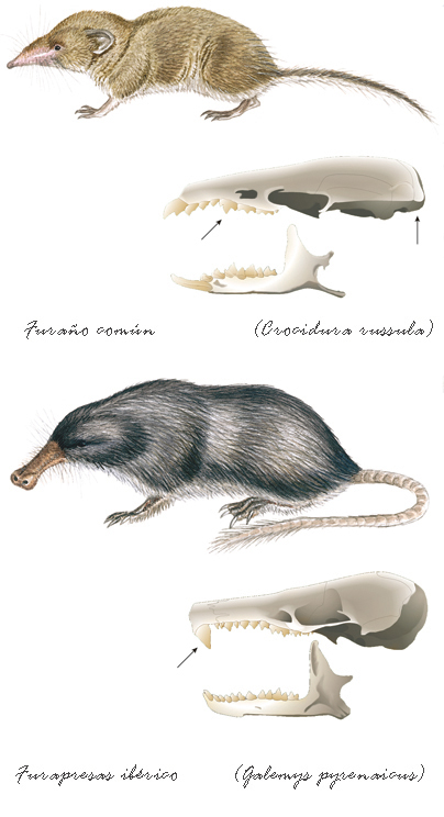 baía edicións Guía dos mamíferos de Galicia  Calros Silvar  Insectívoros Galice insectivorous mammals guide