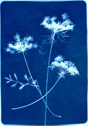 Nature botanical floral Flowers weeds solar paper Solar Prints Indigo decor