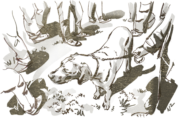 dog  Dogs ink Pen & Ink pets