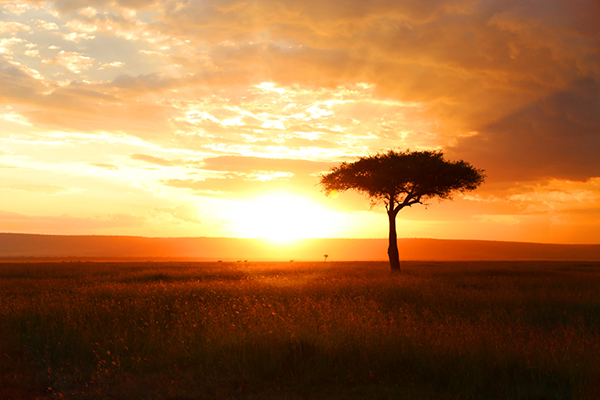 Single Acacia Tree at Sunrise, Masai Mara, Kenya бесплатно