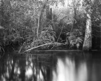 florida Everglades glades b&w landscapes
