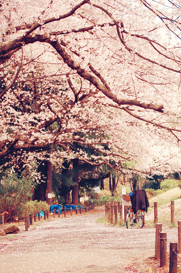 Cherry Blossom hanami tokyo Flowers flower Nature