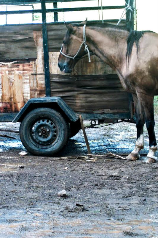 cavalo exploraçãoanimal Fotografia horse maustratos meioambiente  