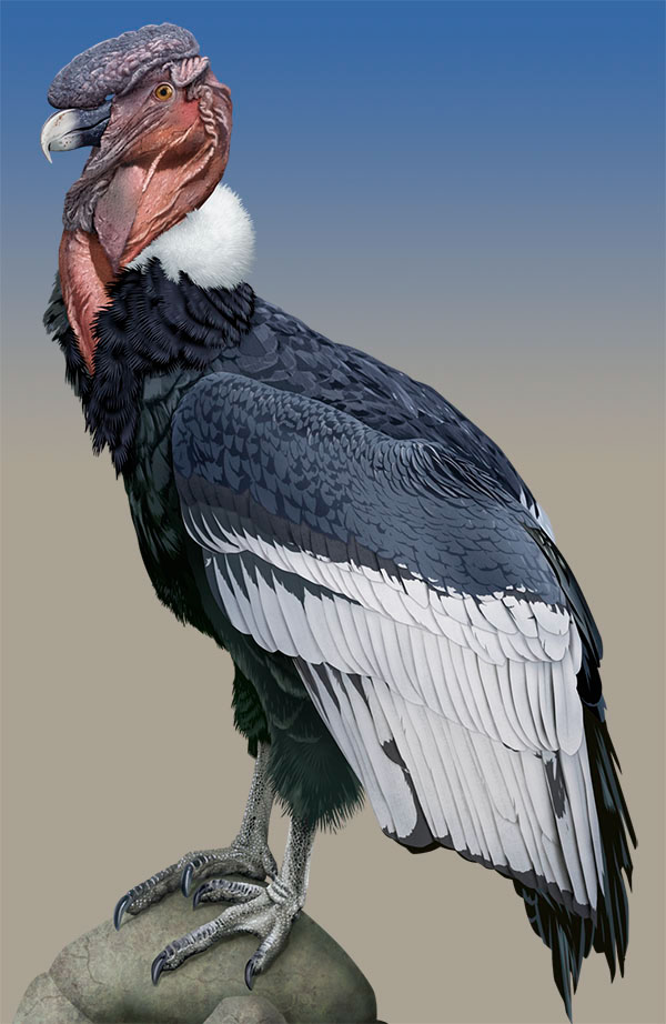 Adobe Portfolio Andean condor San diego zoo bird prey predator exhibit Signage realistic Realism