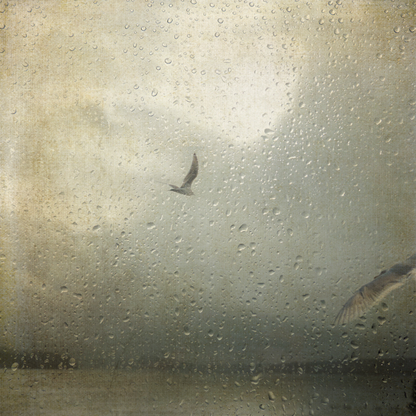 seascape seagulls misty Moody textured photographs
