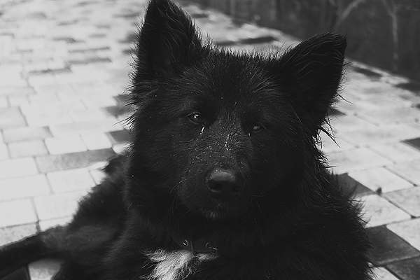 jaya dog puppy animal black White filters bw adobe lightroom photoshop Canon 500d eyes ears