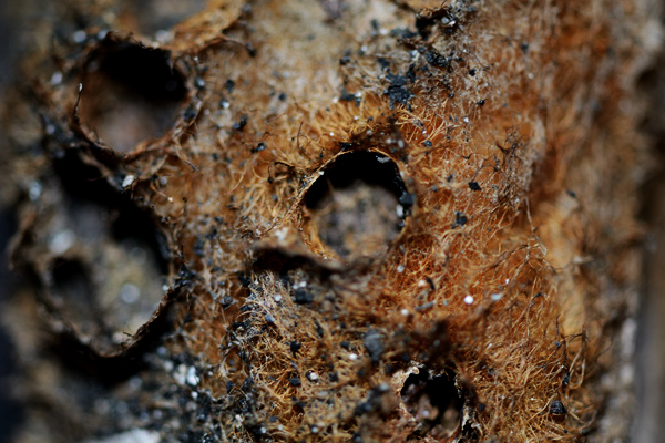 texture textures water sand rocks stone spider webs webs cob webs moss leaves Flowers bark wood wood grain