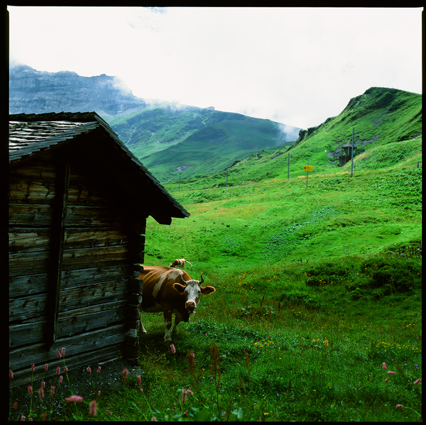 Kleine Scheidegg Hasselblad summer cows Nature mountains swiss Switzerland Suisse Jungfraujoch Jungfrau