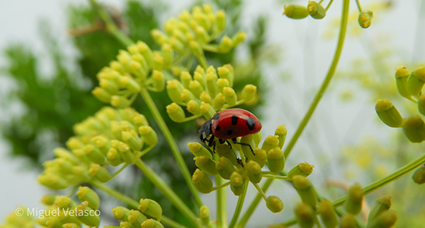 Red Lady Bug