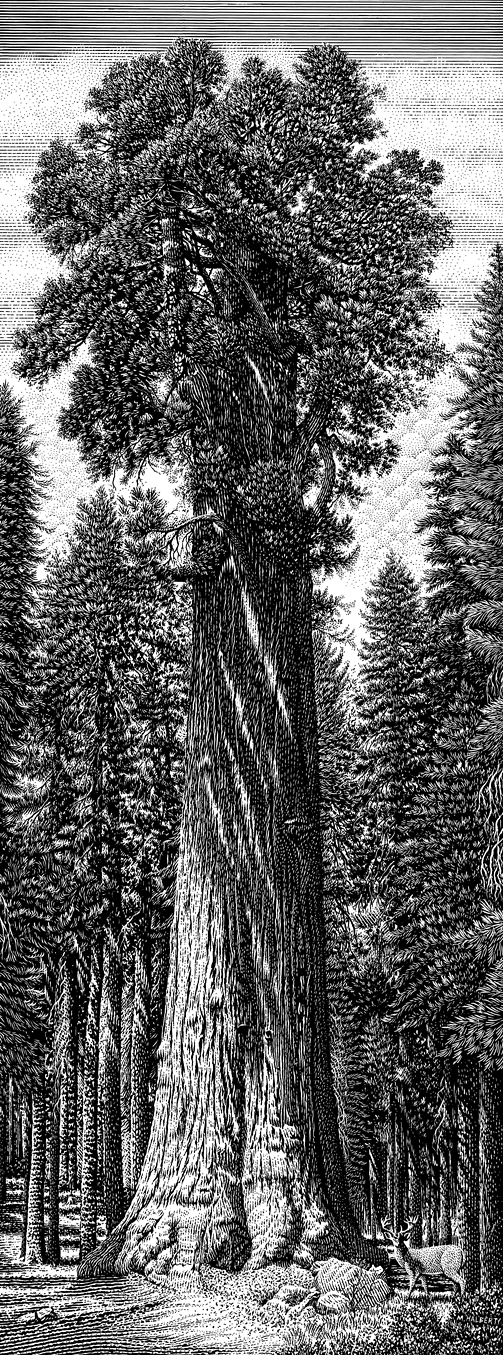 trees  oak tree Giant Sequoia  General Sherman  General Grant olive tree woodcut  engraving scratch board scratchboard engraving  pen and ink