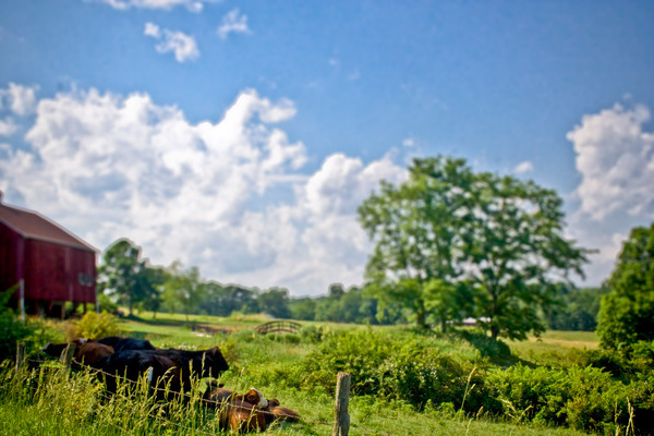 photo Landscape country farm