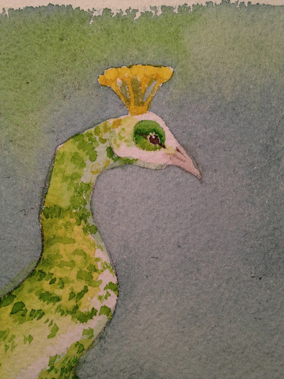 peacock watercolour bird