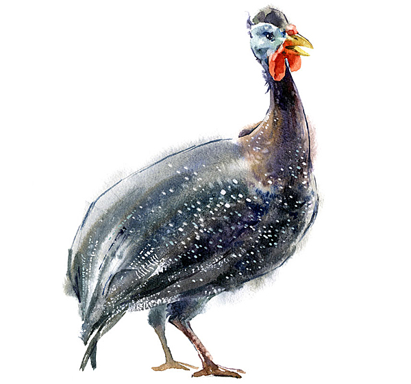 watercolor pigeon dove bullfinch Rooster chicken Illustrator