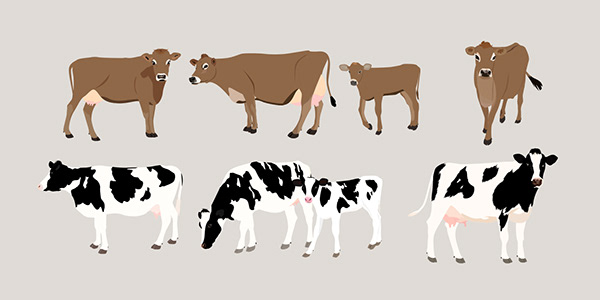 Animal illustrations - cattle -