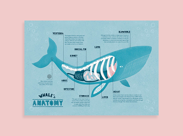 Whale's Anatomy - Infographic