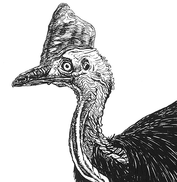 birds watercolor pen and ink stork dodo cassowary wildlife art deco grotesque frame