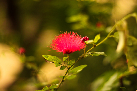 personal Flowers Nature rains Sunshower bottlebrush MUMBAI India