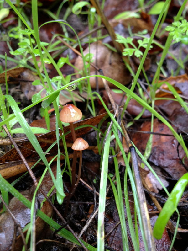 mushroom California  rain slug Lichens home