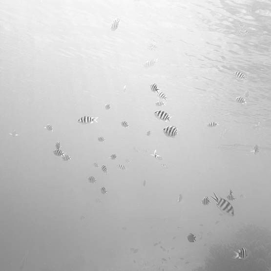 jetty sea Ocean indonesia underwater tropic fishes children play Fun