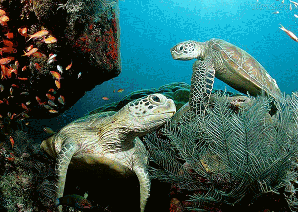 oceano Ocean mar sea tartaruga Turtle agua water peixe fish coral Planta Plant