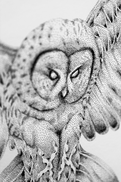 raven owl dotwork ILLUSTRATION  first nation mythology