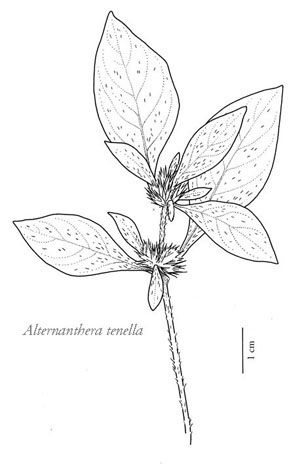 scientific illustration botanical illustration Scientific Botanical illustration Pen&Ink Nature natural history nature illustration Black&white Scientific Art botanical art botanical drawing