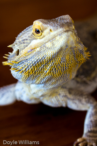 bearded dragon Pet lizard Scales macro