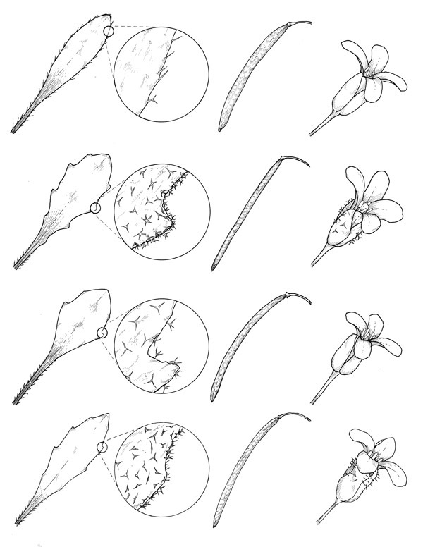 boechera scientific pen ink botanical Plant