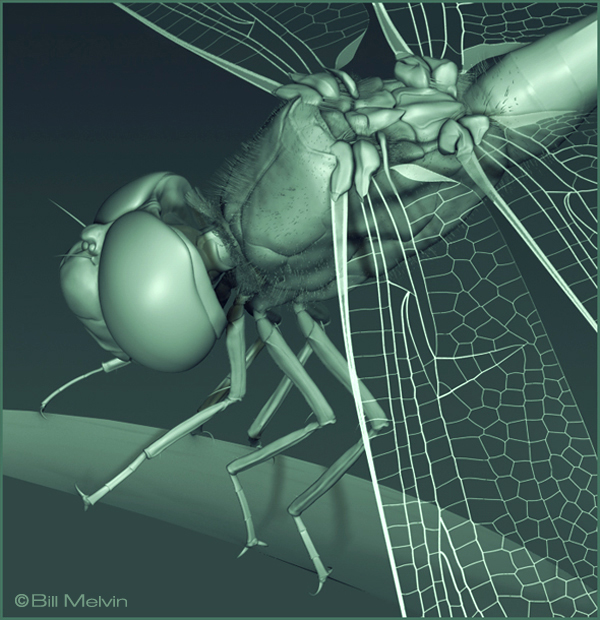 animal insect 3D model dragonfly bug cinema 4d Zbrush