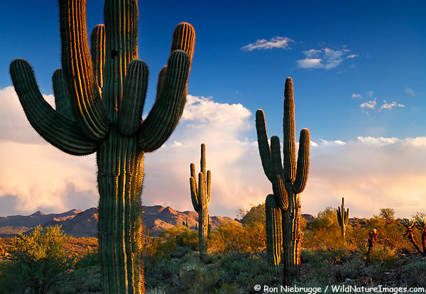 cactus Sadness tragedy sorrow pain arizona shooting
