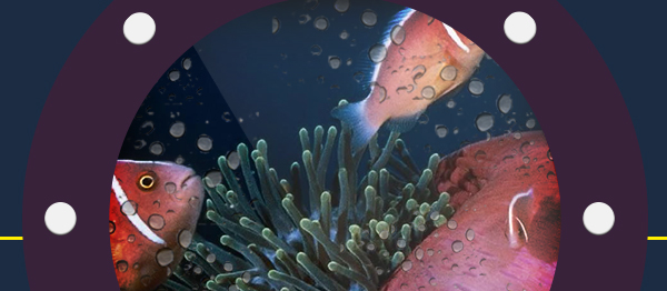 Ocean Website sea logo infographics sea animals animal UI ux