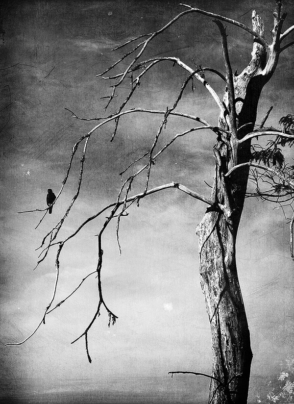 photography photo miranda creep creepy horror terror movie texture old bird crow black and white noir intrinsic nature aleszev