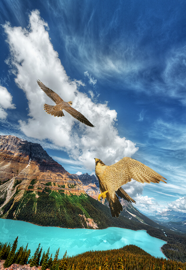 peregrine falcons animals bird Beautiful SKY clouds blue wings Flying feathers mountain Landscape flight predator strength speed Aerial Attack