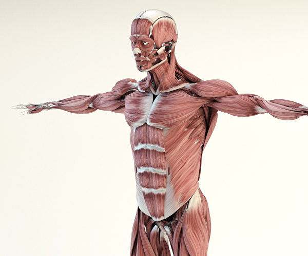 3D model anatomy Render cinema 4d Maxwell Render human