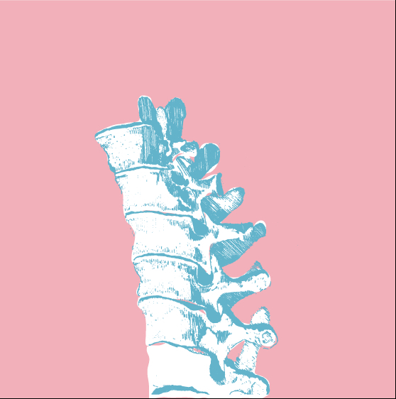 Adobe Portfolio Anatomy bone illustration sketch