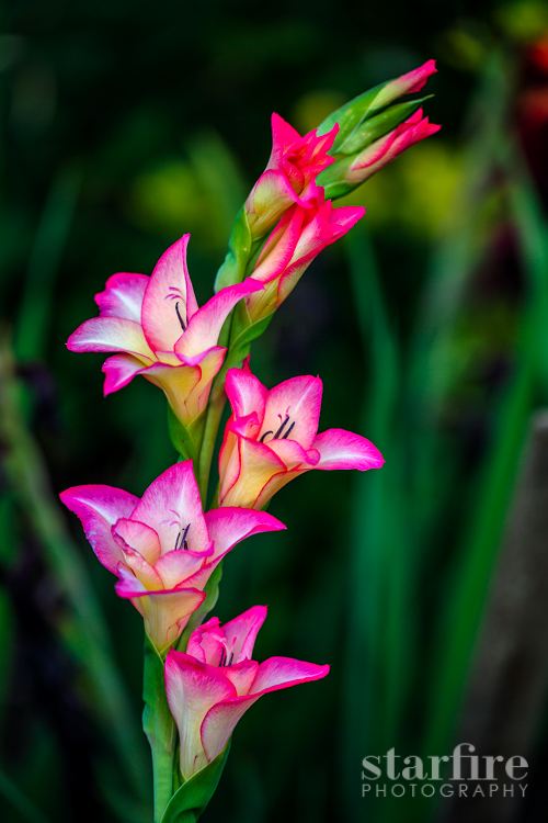 starfire photography Nature Landscape beauty gladiolus  flower pink magenta