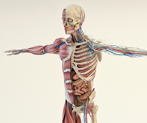 3D model anatomy Render cinema 4d Maxwell Render human