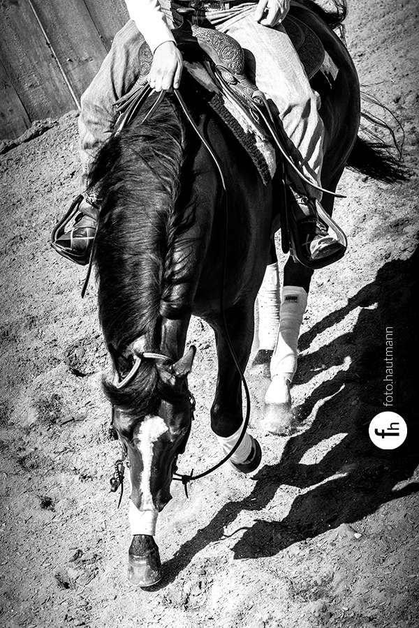horse reining western sports western riding riding cowboy quarter horse cow work sliding stop spin aqha equine photography Horse Photography bird perspective equestrian